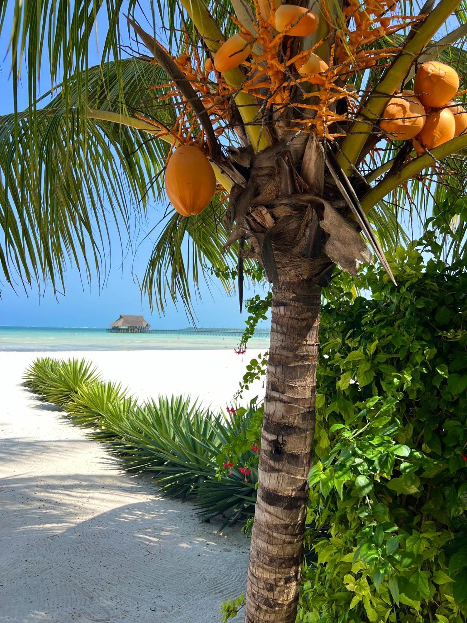 Karibu Beach Resort Pongwe Kültér fotó